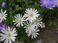 /album/fotogalerie-nabidka/anemone-blanda-white-splendour-jpg/